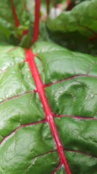 Tarta rustica dab rubarba