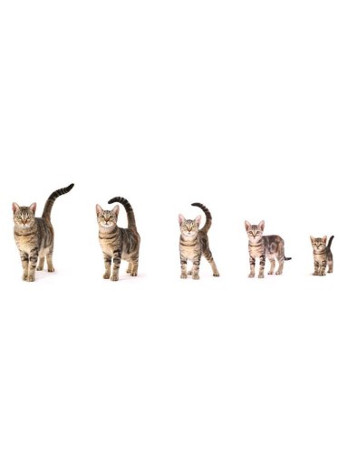 Quin atge a lo gat ?