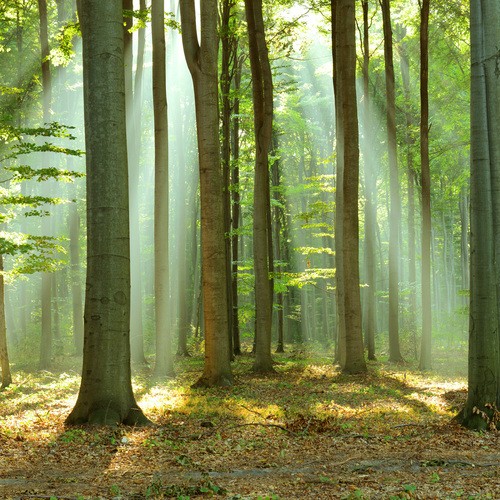 Los arbos de la seuva